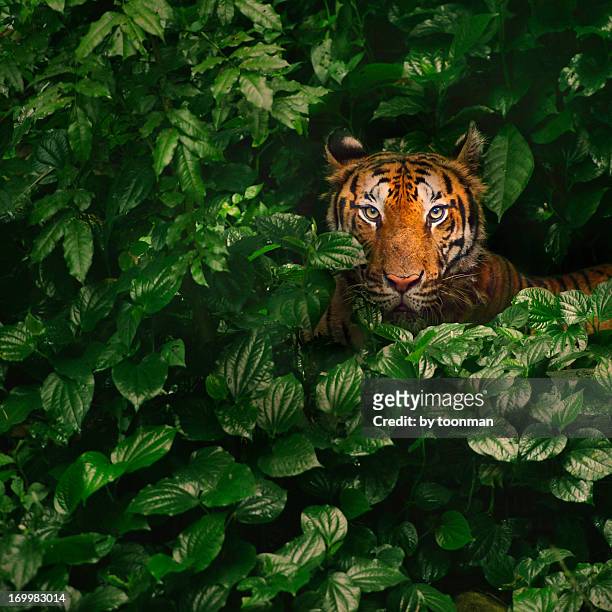 bengal tiger - bengal tiger fotografías e imágenes de stock