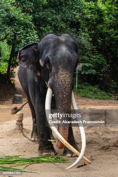 white long-tusked elephant is sick and is being treated 16 - sri lankan elephant stock pictures, royalty-free photos & images