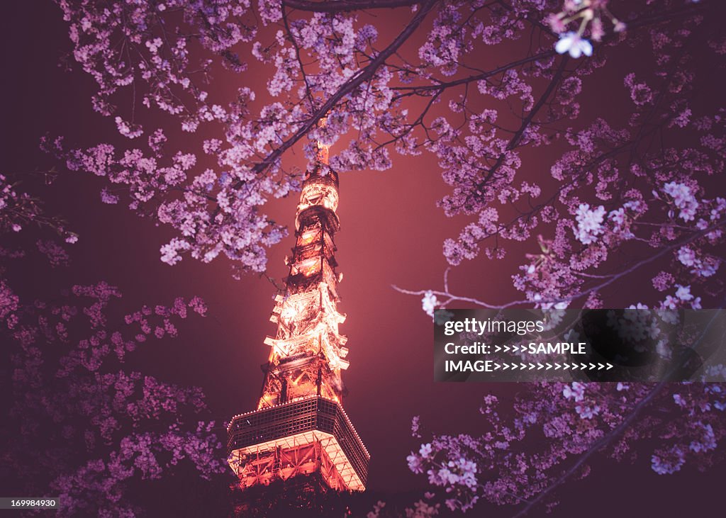 Tokyo and cherry blossoms