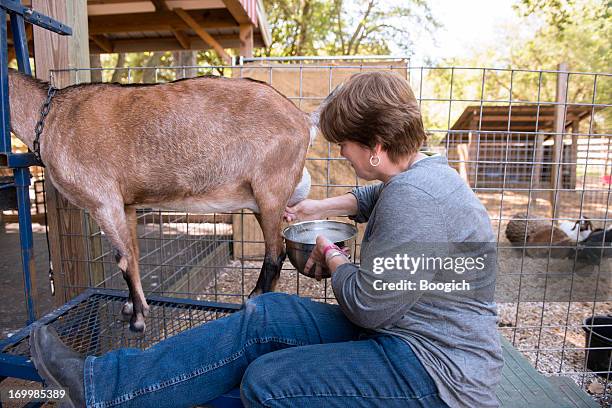frau melken goat - ziegenmilch stock-fotos und bilder