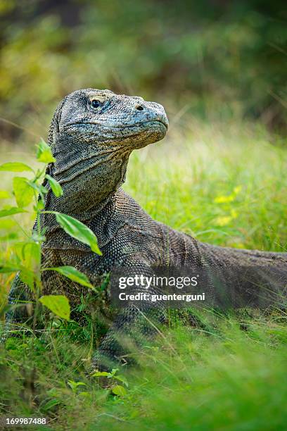 wildlife shot of a komodo dragon (varanus komodoensis) - komodo dragon stock pictures, royalty-free photos & images