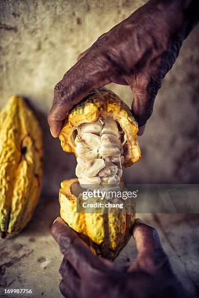 the hands of a dark skinned man hold up an open cocoa pod - cacao pod stockfoto's en -beelden