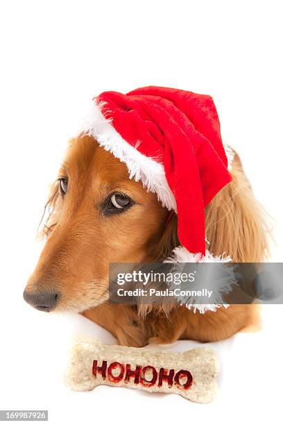 christmas dachshund - dachshund christmas stock pictures, royalty-free photos & images