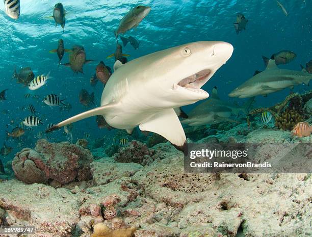 squalo per nutrizione - blacktip reef shark foto e immagini stock