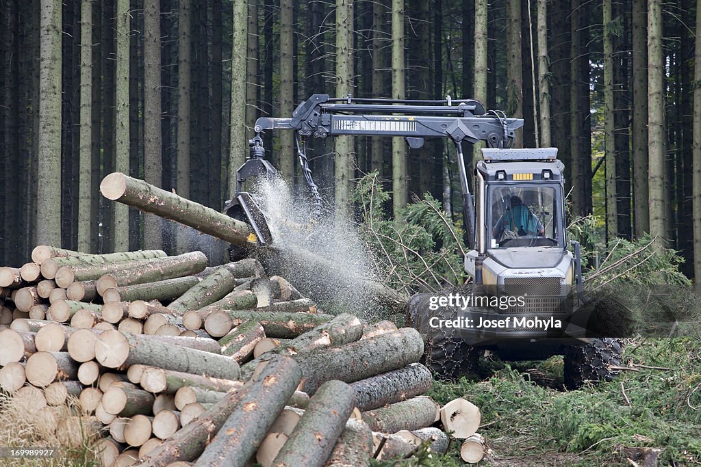 Feller buncher in forest