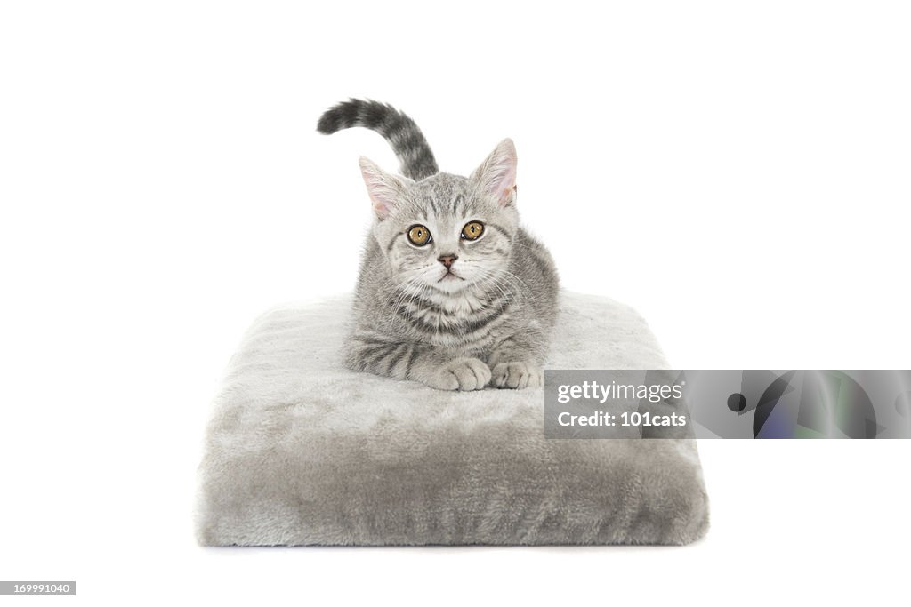 Gray cat