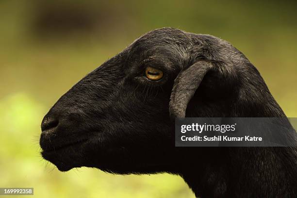 Goatis Pfp Goat Profile Photos and Premium High Res Pictures - Getty Images