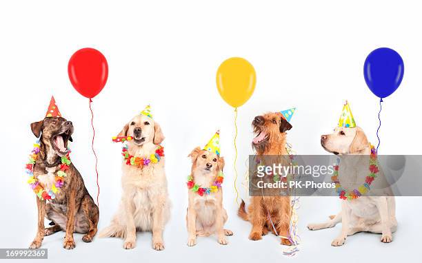 happy party dogs - party hat stock pictures, royalty-free photos & images