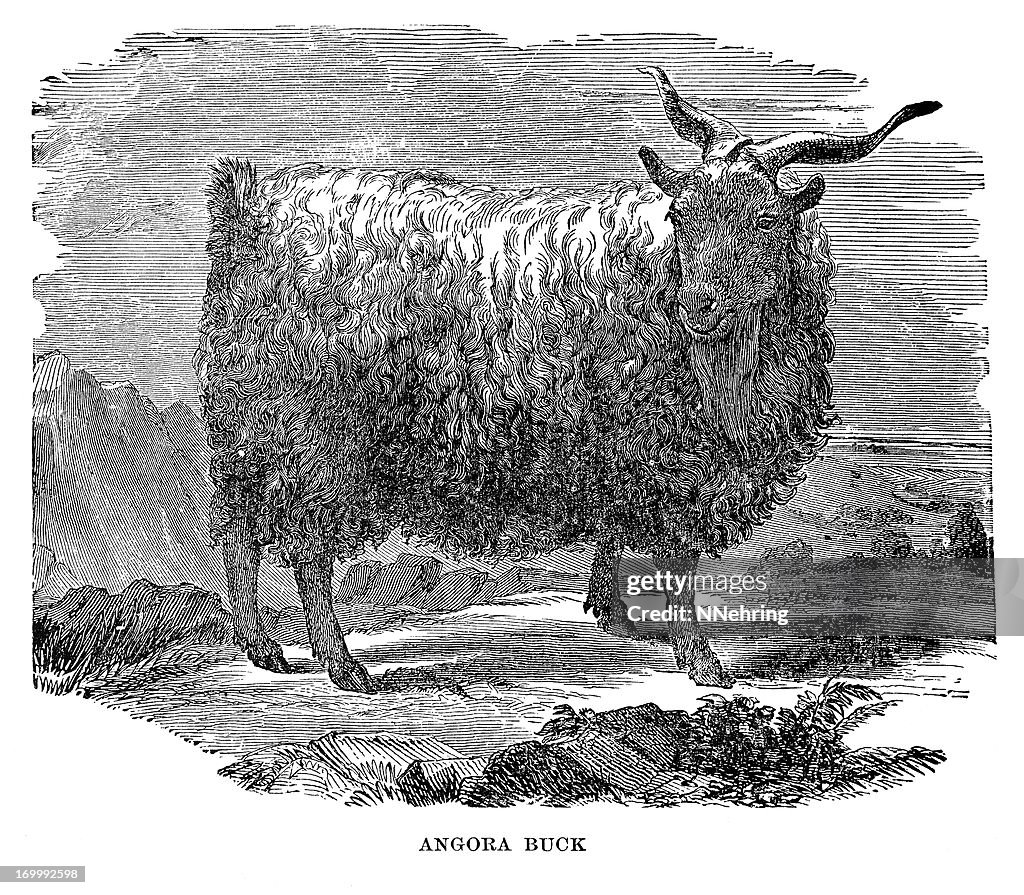 Angora goat