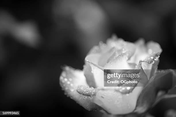 monochrome rose with dew drops - white rose garden stock pictures, royalty-free photos & images