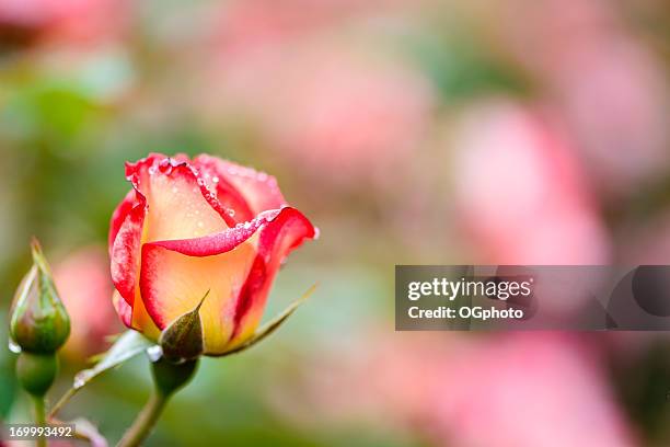 rose with dew drops in a garden - raindrop stock pictures, royalty-free photos & images