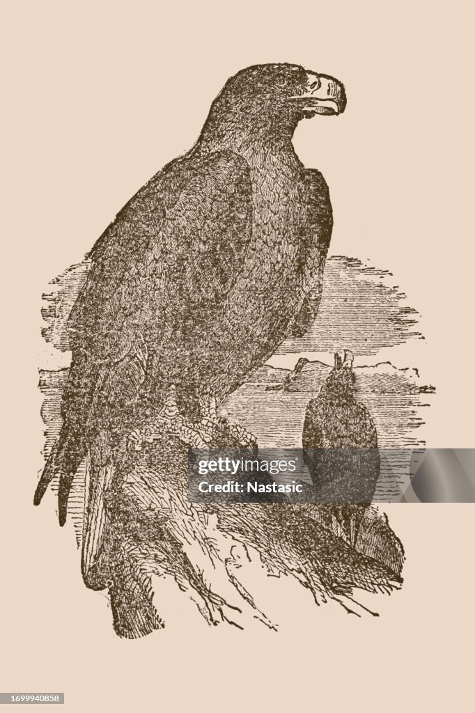 Sea-Eagle