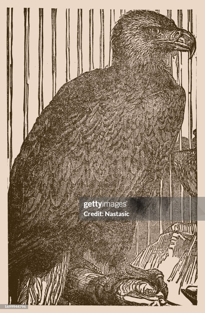 Washington eagle