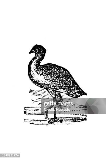 great bustard bird - great bustard stock illustrations