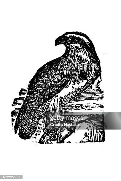 osprey - osprey stock illustrations