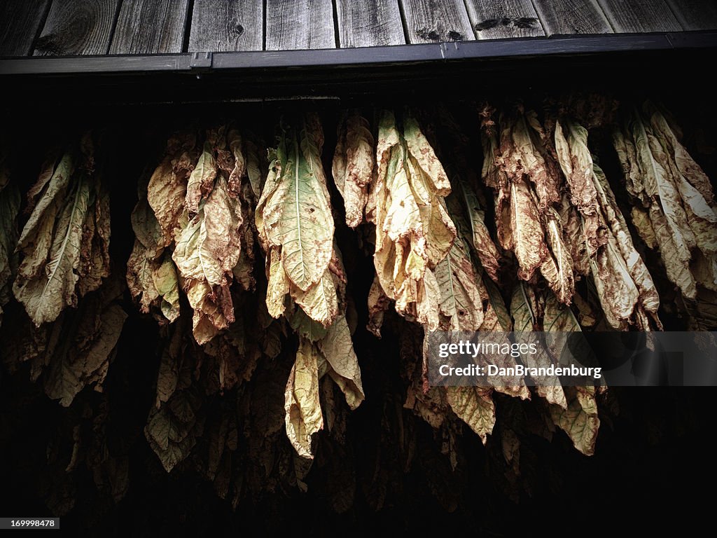 Drying Tobacco
