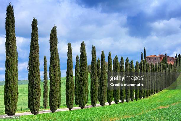 ciprés de árboles road en toscana - italian cypress fotografías e imágenes de stock