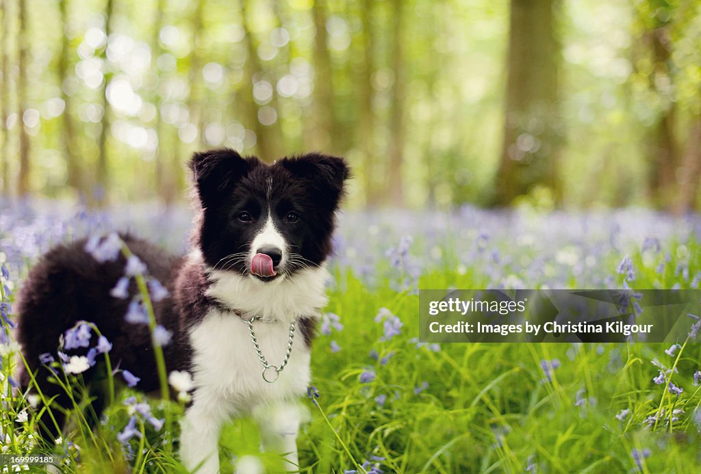 Border Collie In A Bluebell Wood