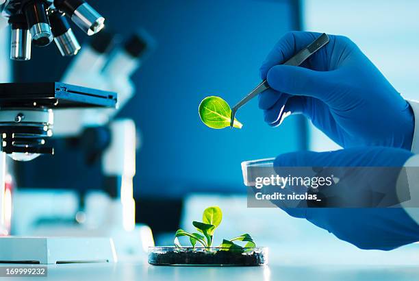 biotechnology - research laboratory stock pictures, royalty-free photos & images