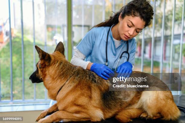 dermatological problems of the skin in dogs. - german shepherd stock pictures, royalty-free photos & images