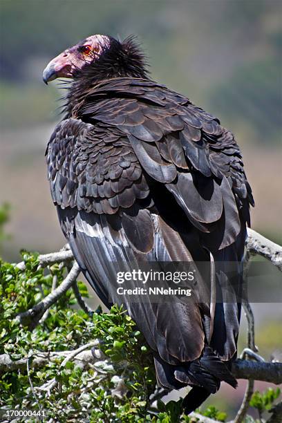 california condor  gymnogyps californianus - california condor stock pictures, royalty-free photos & images