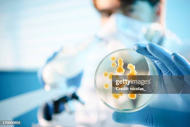 blue-gloved scientist holding a petri dish - petri dish stock pictures, royalty-free photos & images