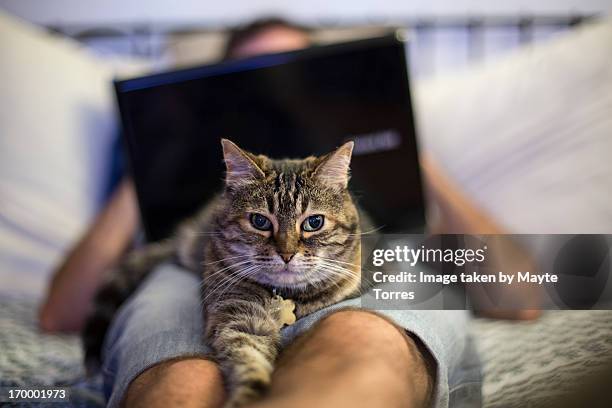 cat with man and laptop - cat laptop stockfoto's en -beelden