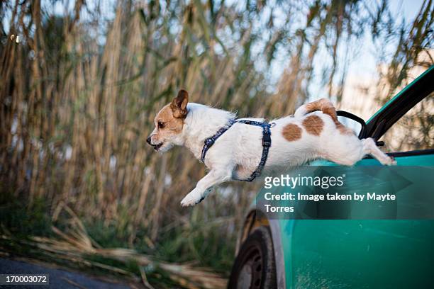dog escaping from car - escaping stockfoto's en -beelden