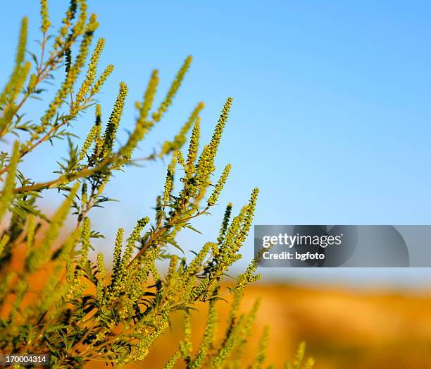 ragweed plant - ambrosia stock pictures, royalty-free photos & images