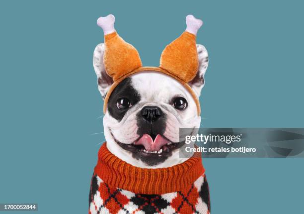 funny dog wearing thanksgiving turkey leg headband - dog thanksgiving stock pictures, royalty-free photos & images