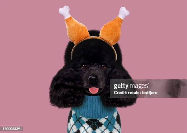 funny dog wearing thanksgiving turkey leg headband - thanksgiving pets stock pictures, royalty-free photos & images