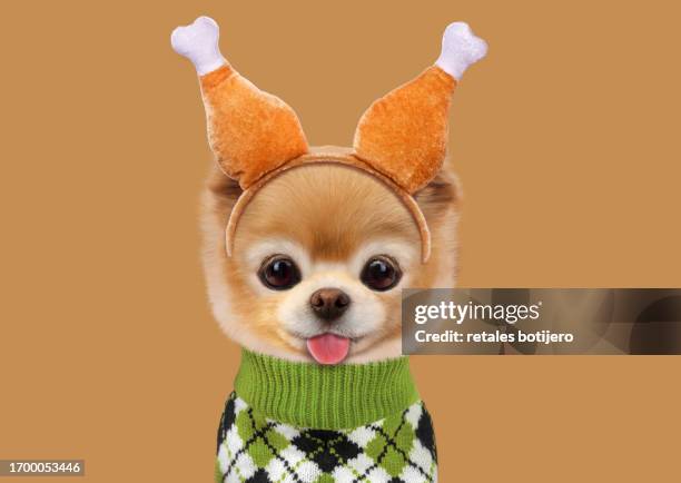 funny dog wearing thanksgiving turkey leg headband - funny thanksgiving turkey fotografías e imágenes de stock