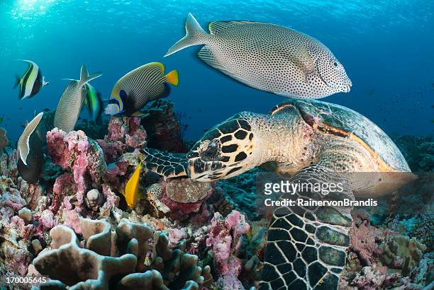wunderschöne szenerie auf coral reef " - seychellen stock-fotos und bilder