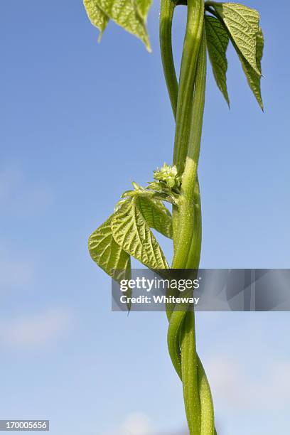 beanstalk common bean phaseolus vulgaris twining counterclockwise - beanstalk stock pictures, royalty-free photos & images