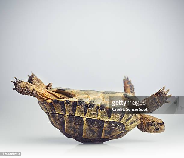 tortoise upside down - problemen stockfoto's en -beelden