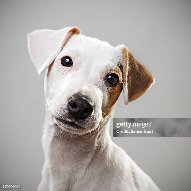 jack russell puppy portrait - portrait white hair studio stock pictures, royalty-free photos & images