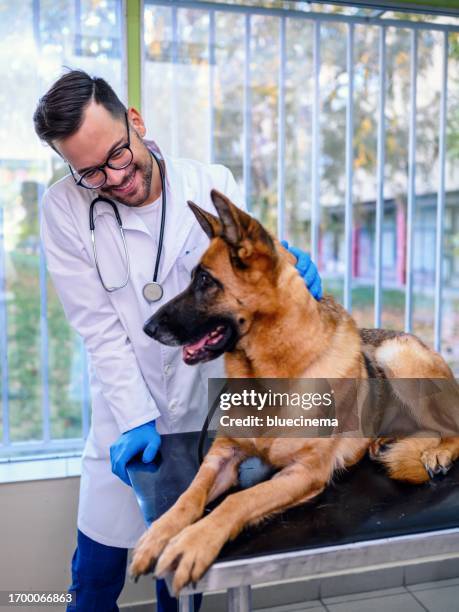 veterinarian examining dog - alsation imagens e fotografias de stock