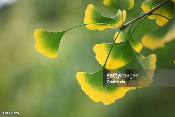 gingko leaves at the tree - ayurveda stock pictures, royalty-free photos & images