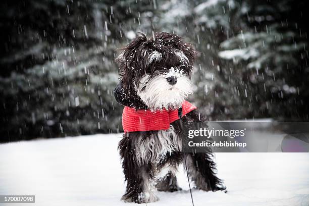 sad cold puppy snow winter - schnauzer stock pictures, royalty-free photos & images