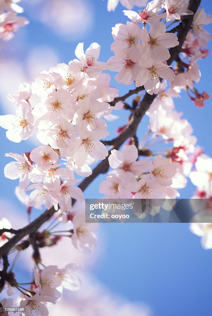 Fiori di ciliegio