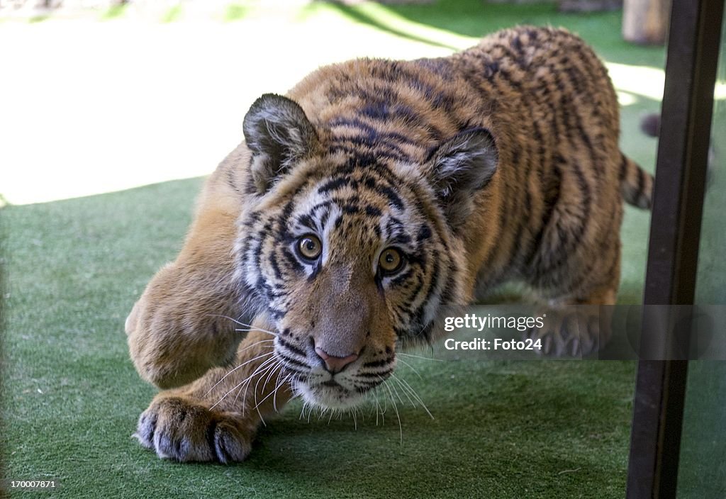 Tiger finds a home in Brakpan, South Africa