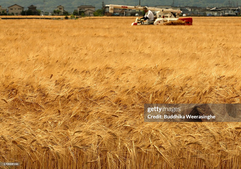 Wheat Harvesting Season Begins In Japan