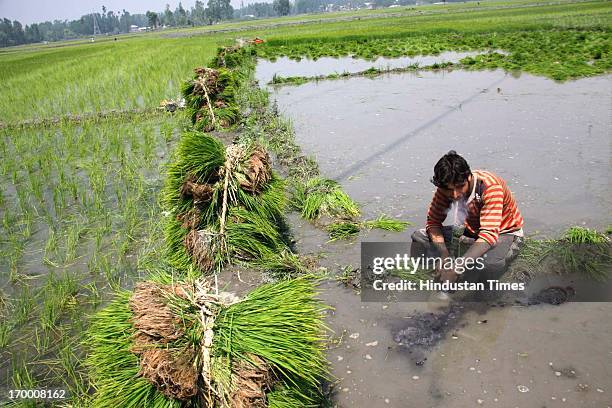 Farmer draws from a hooka in a paddy field on June 5, 2013 in Srinagar, India. The state high court has taken strong exception to the fast conversion...