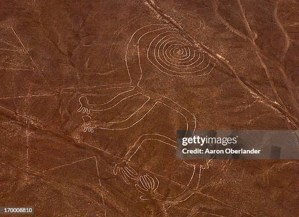 the monkey - nazca stock-fotos und bilder