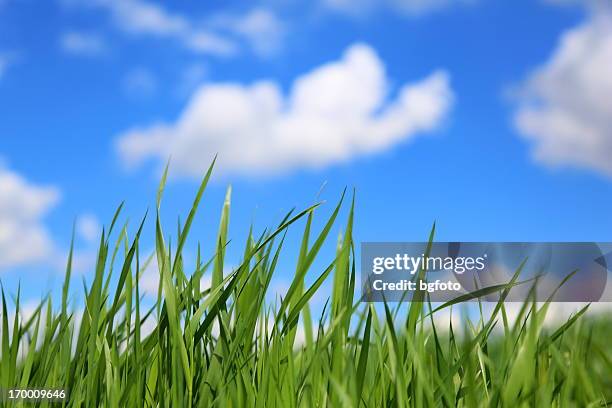 grass and sky - blade of grass stock pictures, royalty-free photos & images
