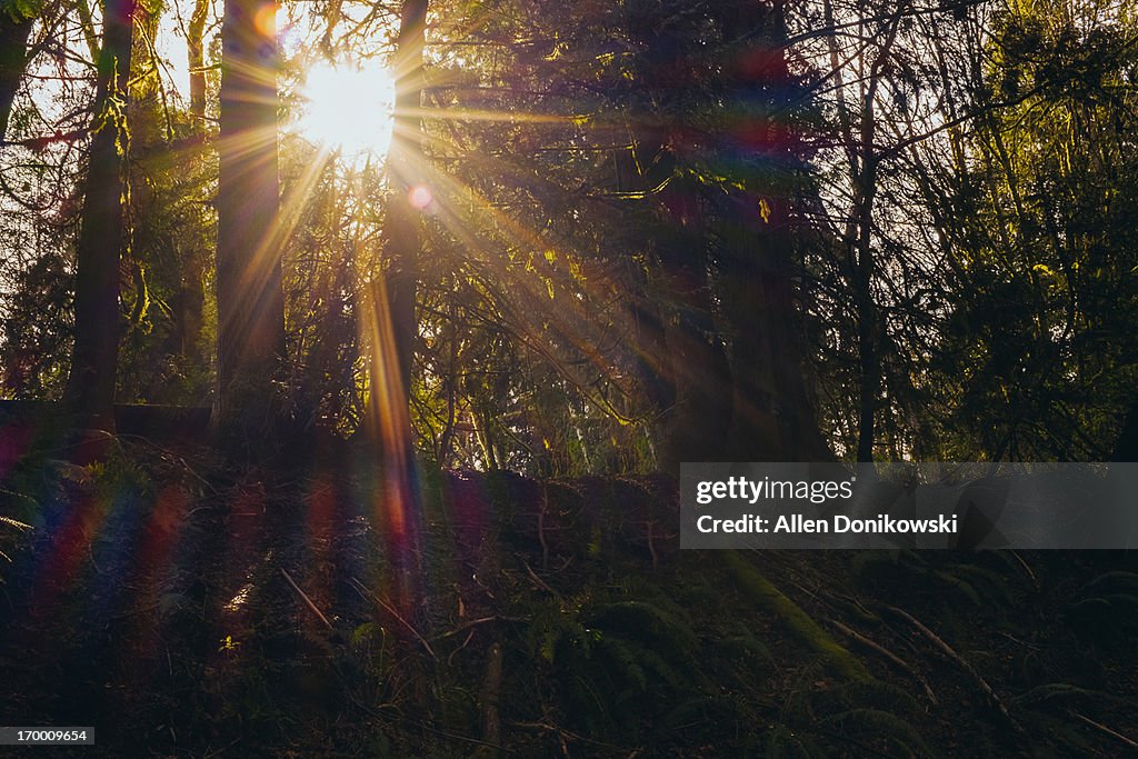 Sunshine rays through trees in dark forest