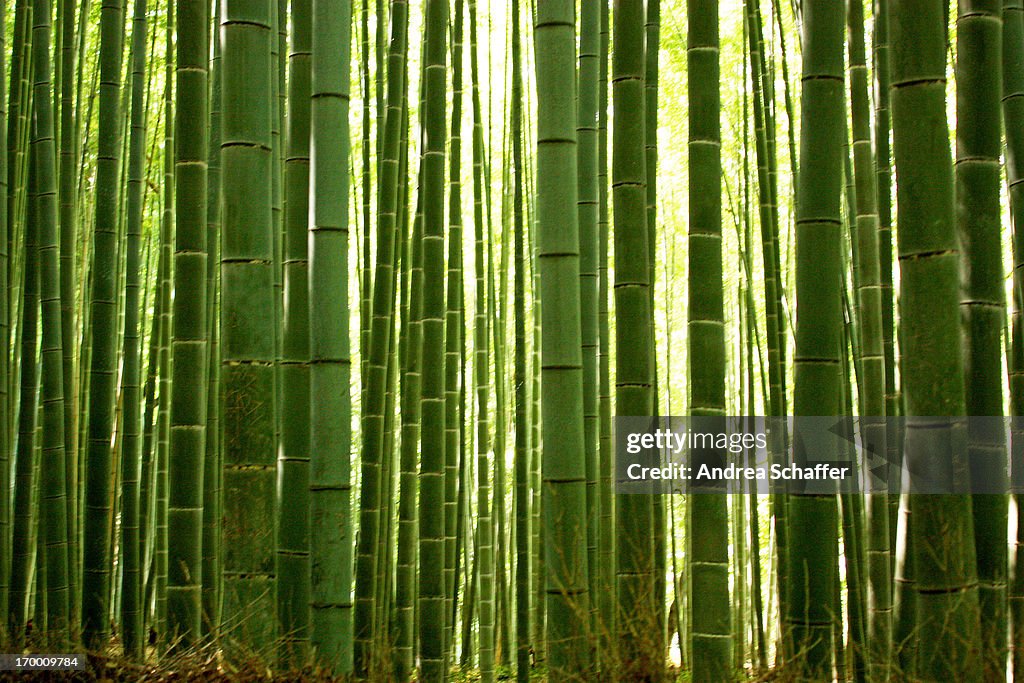 Bamboo grove, Arashiyama