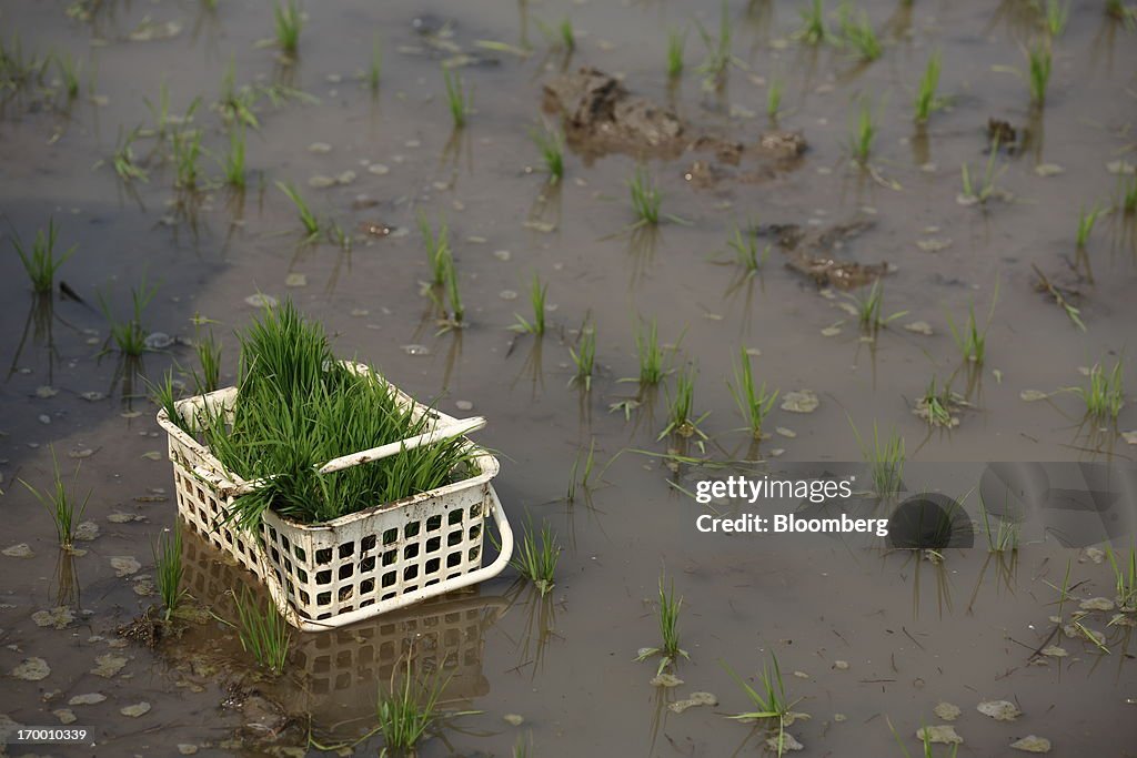 Farmers Plant Rice in Fields during Planting Season