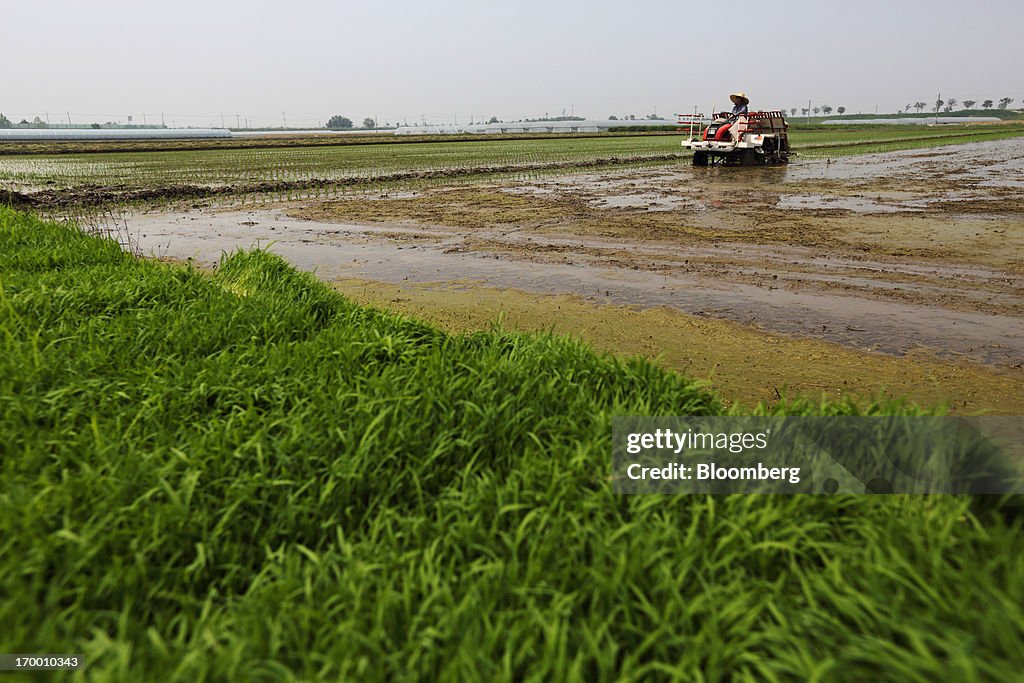 Farmers Plant Rice in Fields during Planting Season