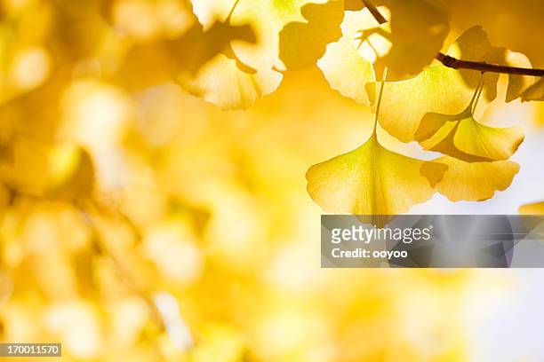 autumn ginkgo leaves - ginkgo stockfoto's en -beelden